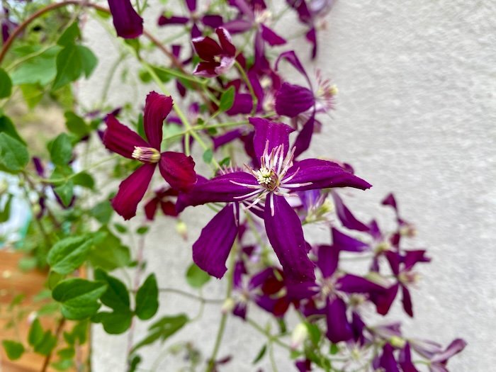 Clematis flammula