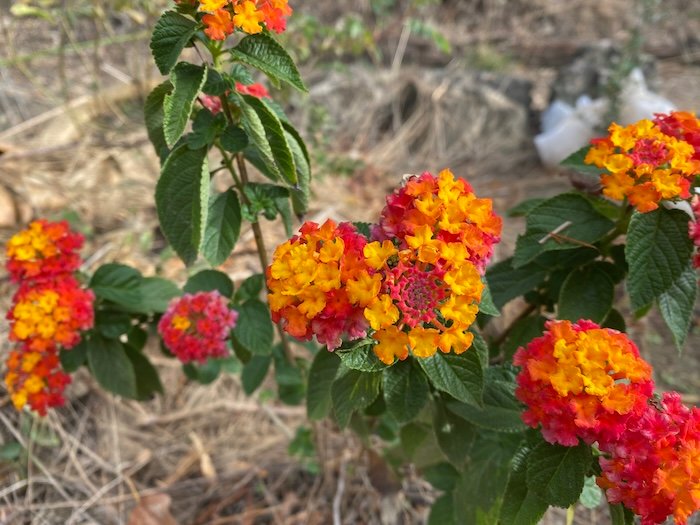 Lantana camara
