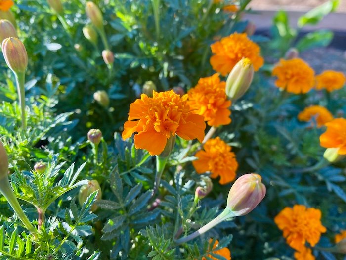 Tagetes patula