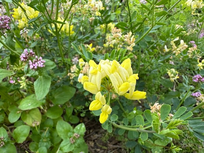 Coronilla valentina subsp. glauca Citrina