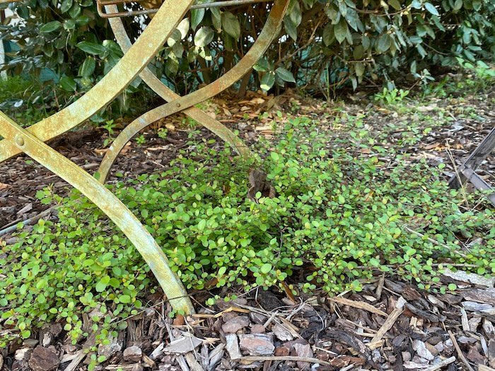 Muehlenbeckia