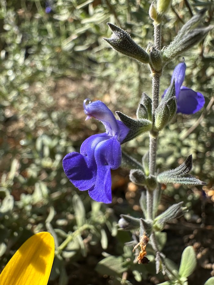 Salvias for a Mediterranean Garden - Mediterranean Garden Blog