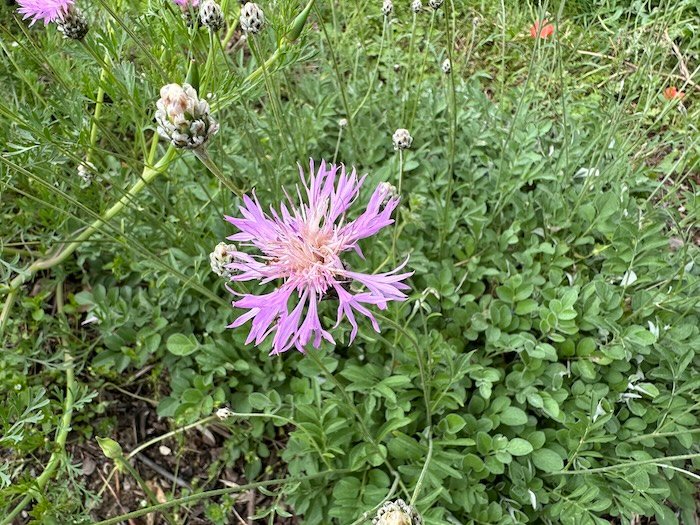 Centaurea bella