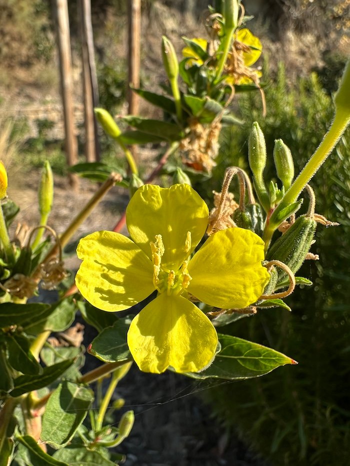 Yellow flower of Oenothera parviflora or biennis in a Mediterranean garden