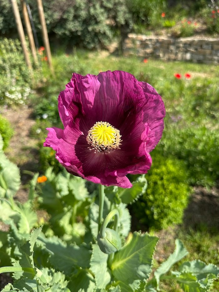 Papaver somniferum