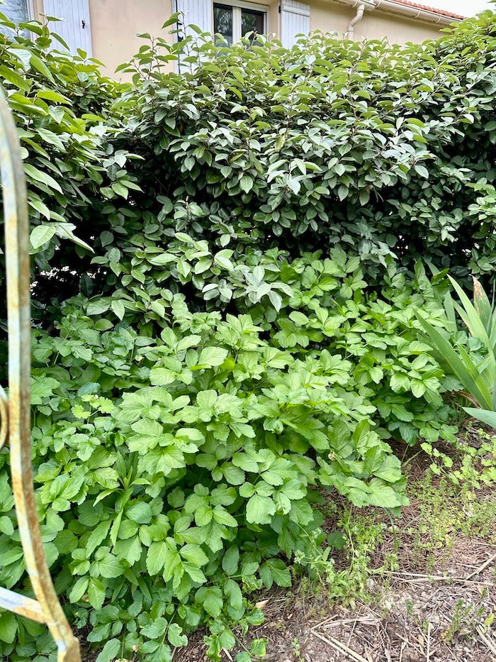Smyrnium olusatrum in a Mediterranean garden