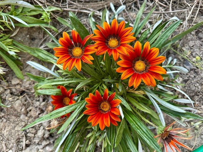 Gazania rigens - Mediterranean Garden Blog
